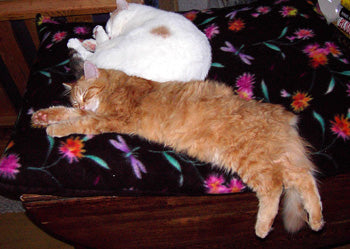 Pillow Furniture Pet Beds
